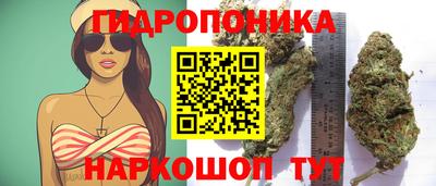 прущие грибы Вышний Волочёк